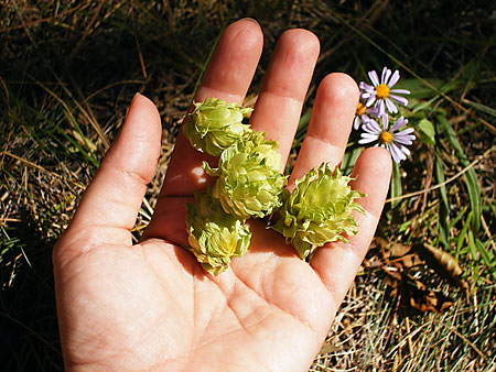 A Handful of Homegrown Hops