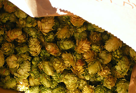 A Grocery Bag Full of Homegrown Cascade Hops