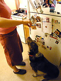 Dog Eating Fake Bacon