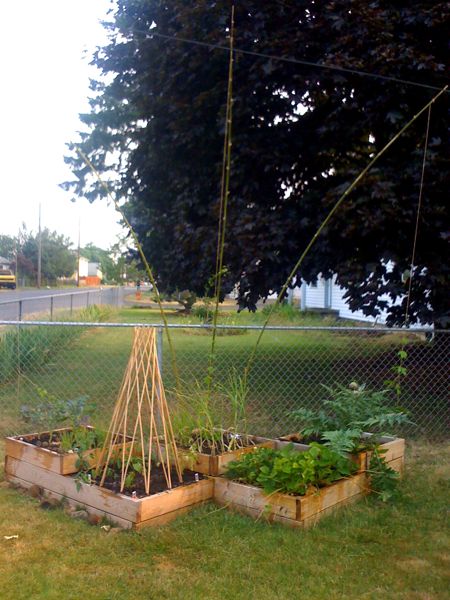Growing Hops in our Raised Beds Growing Hops in our Raised Beds